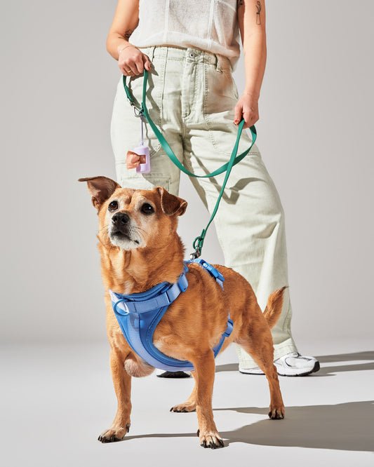 Premium Dog Harness – No - Pull | Adjustable & Comfortable Fit | Ideal for Daily Walks - Jolopaws